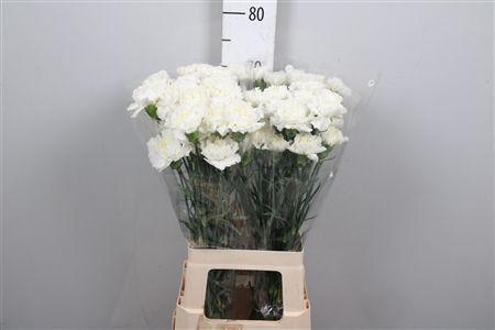 <h4>Di St Moonlight White</h4>