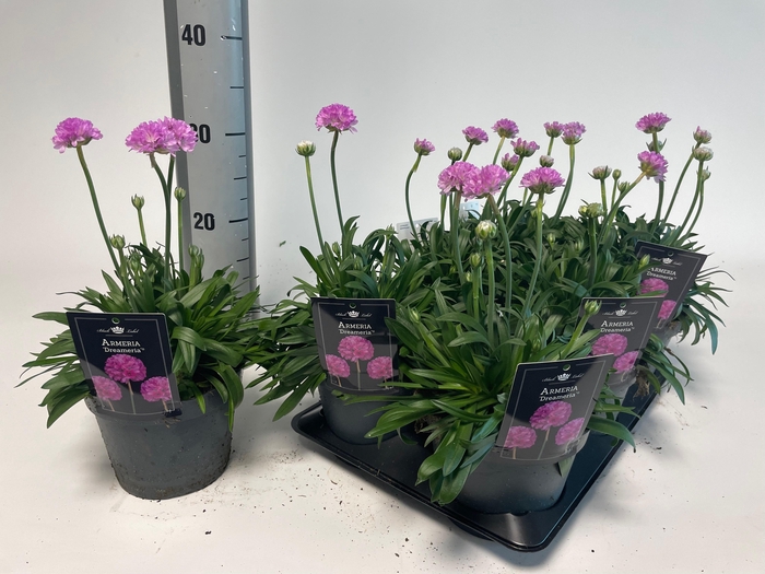 arr8 Arme Ps Dr Swee Drea