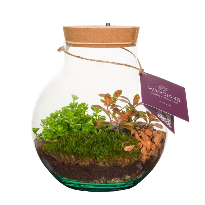 <h4>Wardians Terrarium - Venus + LED (rechargeable USB-C)</h4>