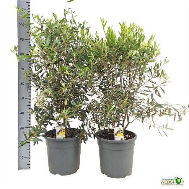 <h4>OLEA EUROPAEA</h4>
