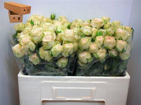 <h4>R Tr Summerrose</h4>