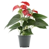 Anthurium Red Bull in transparant sleeve