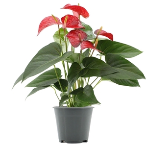 Anthurium Red Bull in transparant sleeve
