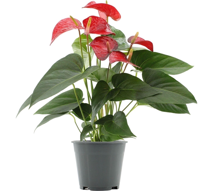 Anthurium Red Bull in transparant sleeve