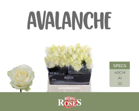 <h4>R GR AVALANCHE+</h4>