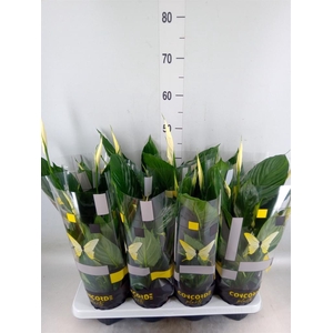 Spathiphyllum  'Pico Cupido'