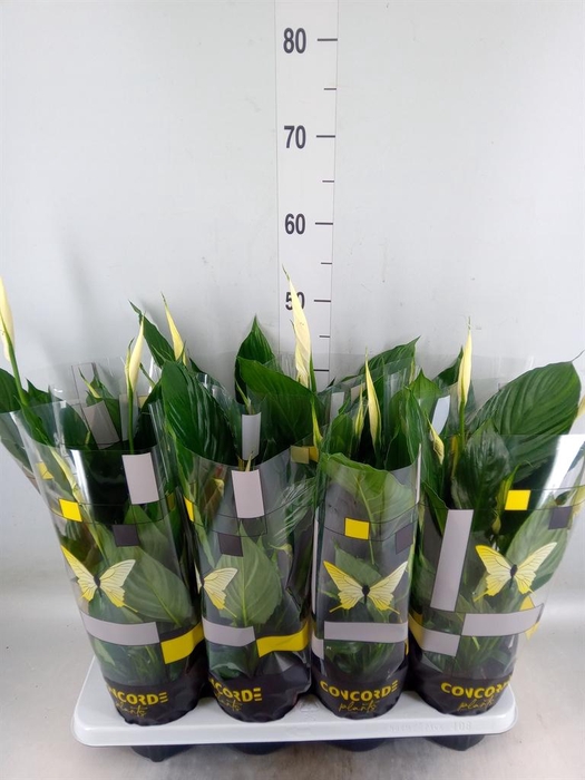 <h4>Spathiphyllum  'Pico Cupido'</h4>