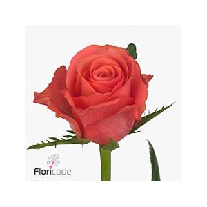 Rosa large pink tacazzi+
