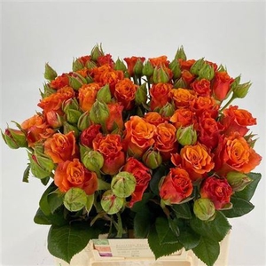 R Tr Orange Freiland