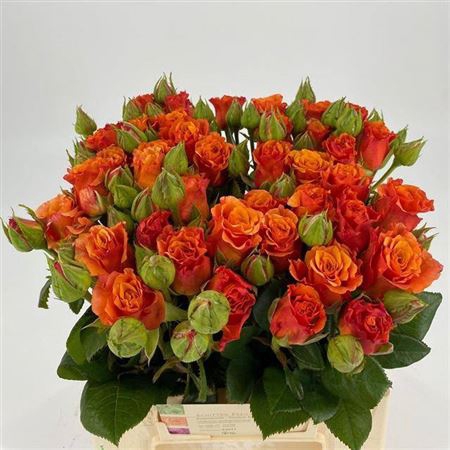 <h4>R Tr Orange Freiland</h4>