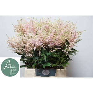 Astilbe europa