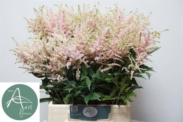 <h4>Astilbe europa</h4>