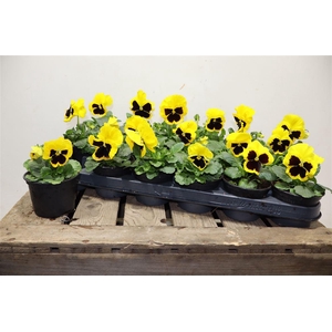 arr8 Vio Wi Del Yel+blotc