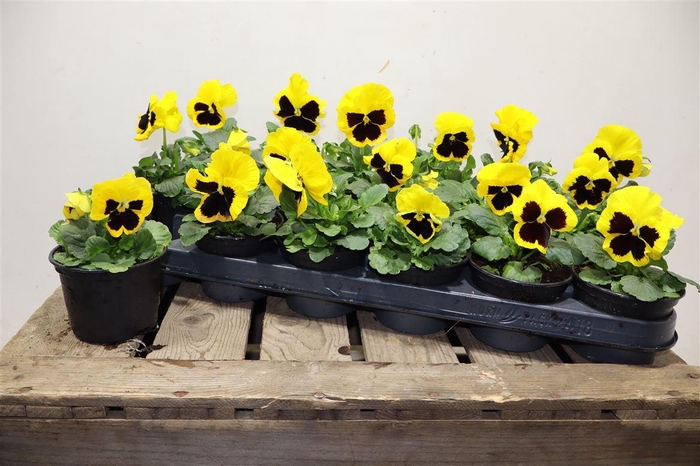 <h4>arr8 Vio Wi Del Yel+blotc</h4>