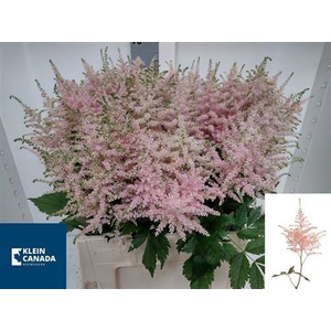 Astilbe Ja Europa