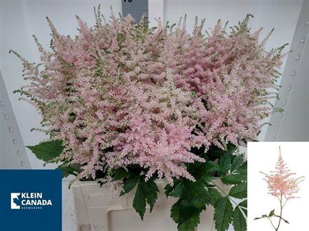 <h4>Astilbe Ja Europa</h4>
