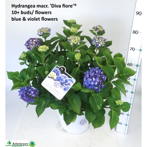 HYDR M DIVA FIORE