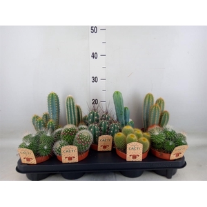 Cactus   ...mix