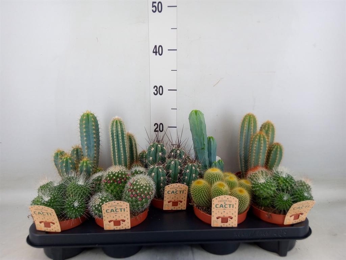 <h4>Cactus ...mix</h4>