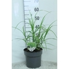 Miscanthus Sinensis Zebrinus
