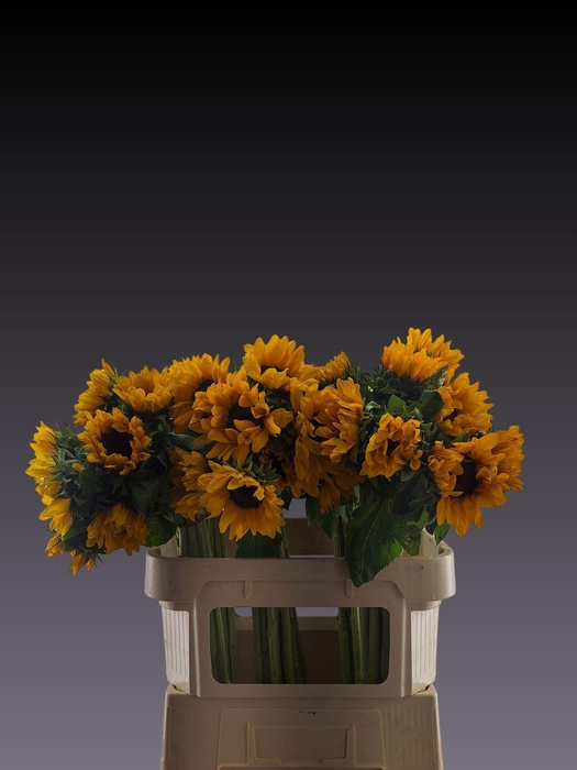 <h4>HELI SUNRICH ORANGE</h4>