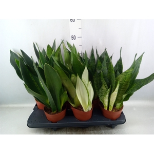 Sansevieria trifa.   ...