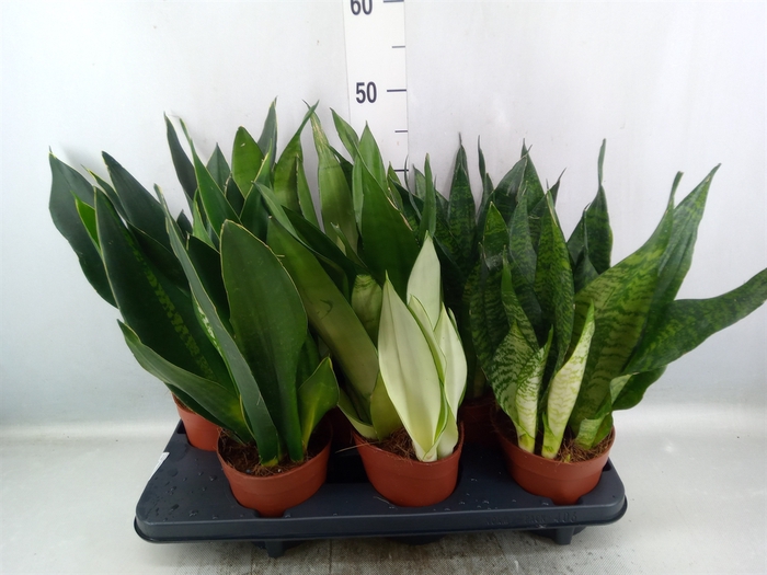 <h4>Sansevieria trifa.   ...</h4>