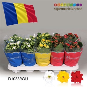 Kalanchoe Moments - Romania flag