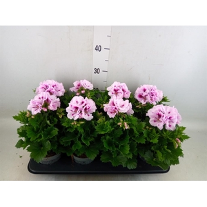 Pelargonium gran.   ..