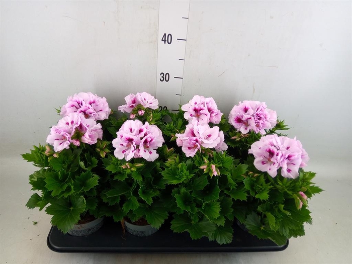 <h4>Pelargonium gran.   ..</h4>