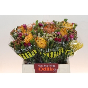 BQ Nutans Soleil SFB