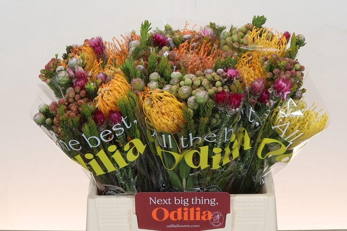 <h4>BQ Nutans Soleil SFB</h4>