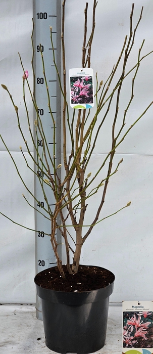 <h4>MAGN LO LEONARD MESS</h4>