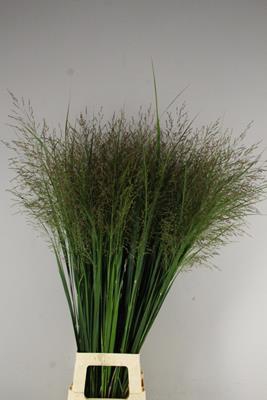 <h4>Gras Panicum Herbe Du Soleil</h4>