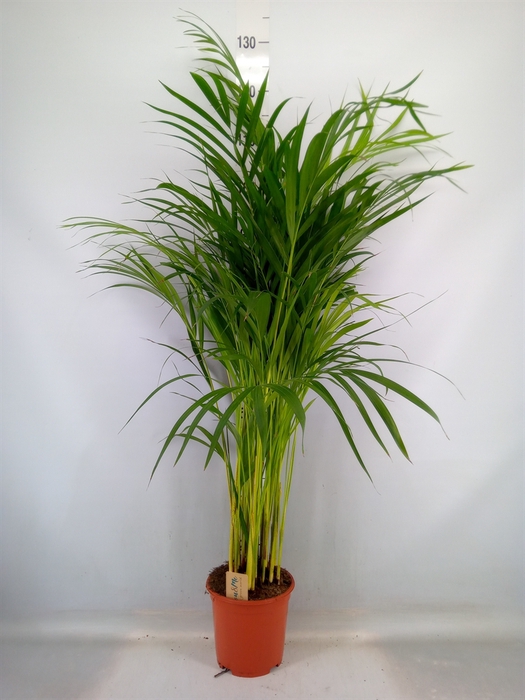 <h4>Dypsis lutescens   ...Chrysalidoca</h4>