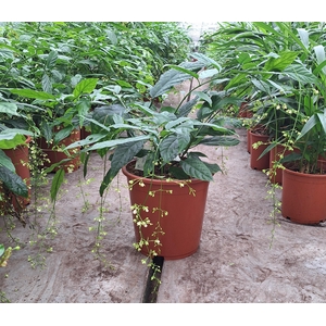 Clerodendrum smithianum