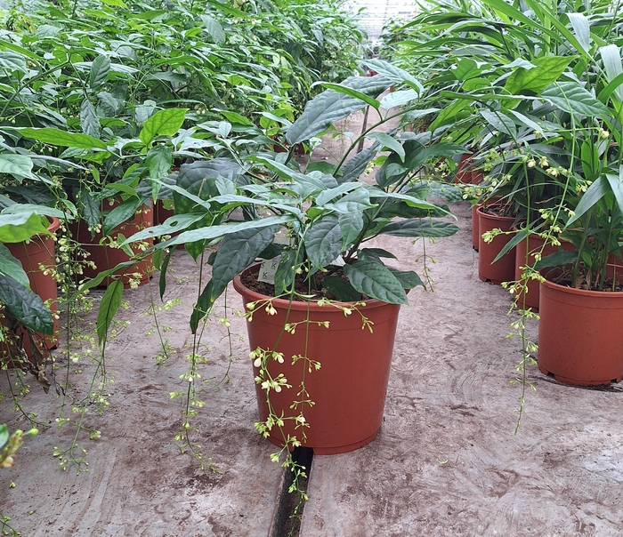 <h4>Clerodendrum smithianum</h4>