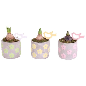 Bulbs Arr. Hyacint Ceramic Pot Flowers Green/Yellow/Pink Ø11cm