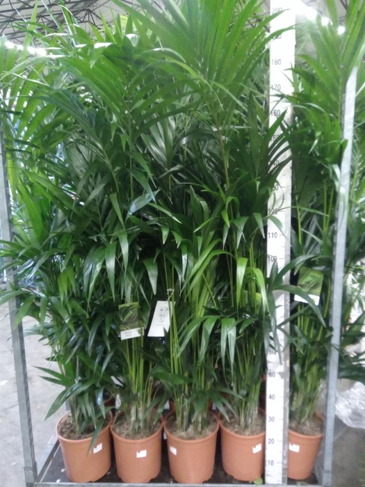 <h4>Howea forsteriana</h4>