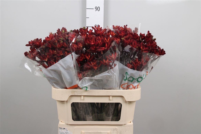 <h4>Anigoz Early Spring</h4>