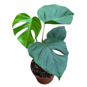 Monstera