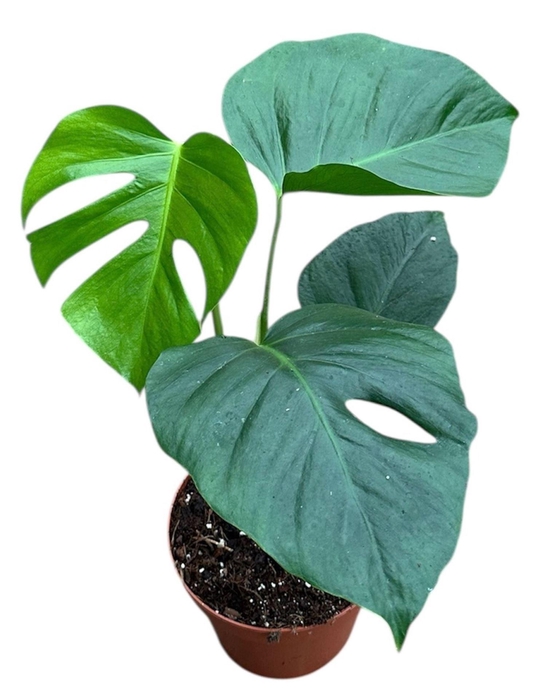<h4>Monstera</h4>