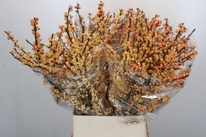 <h4>Ilex Cresgold</h4>