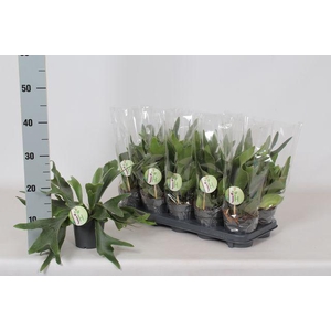 !! PROMO !! PLATYC BIFURCATUM P12