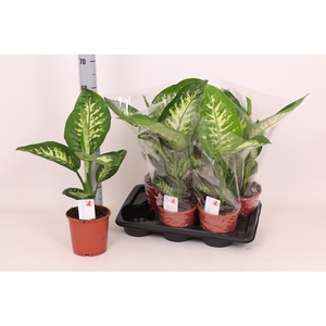 DIEFF SE TROPIC SNOW