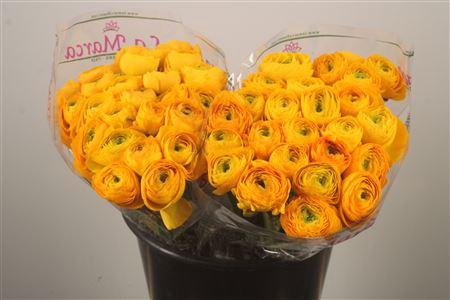 <h4>Ran.. Su Luce Extra</h4>