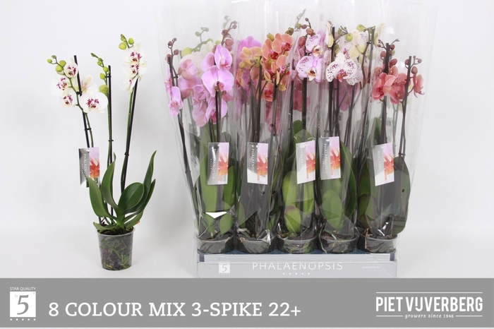 <h4>PHAL GEM 8 KL</h4>