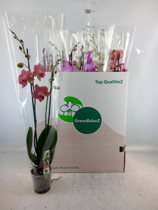 <h4>Phalaenopsis   ...mix</h4>