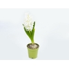 HYACINTHUS P09 BRANCO