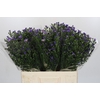 Aster Casamare